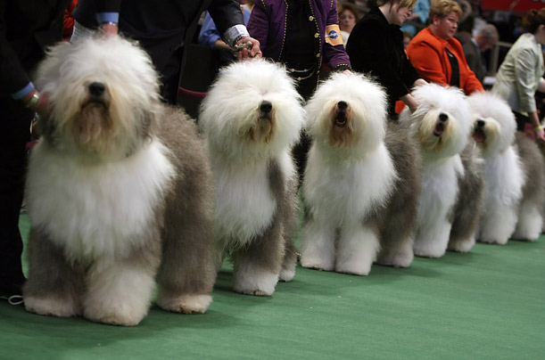 showdaysinfo dog show schedules u0026amp information dog show 611x404 showdaysinfo dog show schedules u0026amp information dog show 611x404