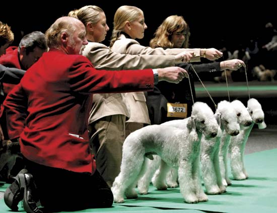 Where can I find the AKC dog show schedule?